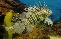 手机攻击器APP下载